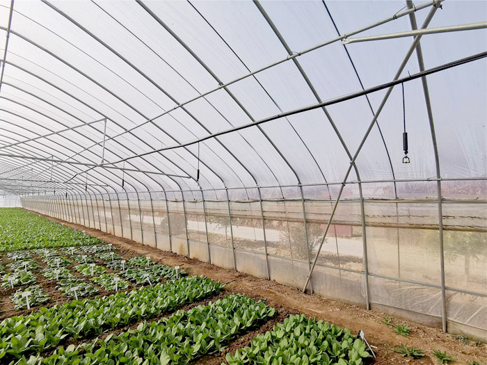 春秋棚、冷棚